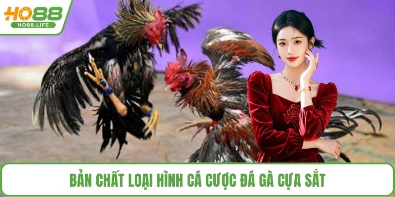 Bản chất loại hình cá cược đá gà cựa sắt