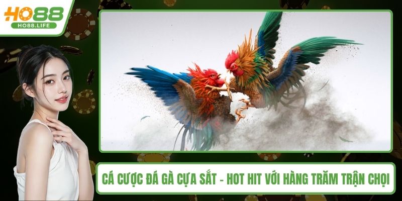 Cá cược đá gà cựa sắt