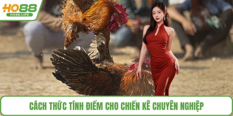Cách thức tính điểm cho chiến kê chuyên nghiệp