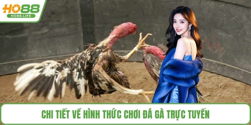 Chi tiết về hình thức chơi đá gà trực tuyến