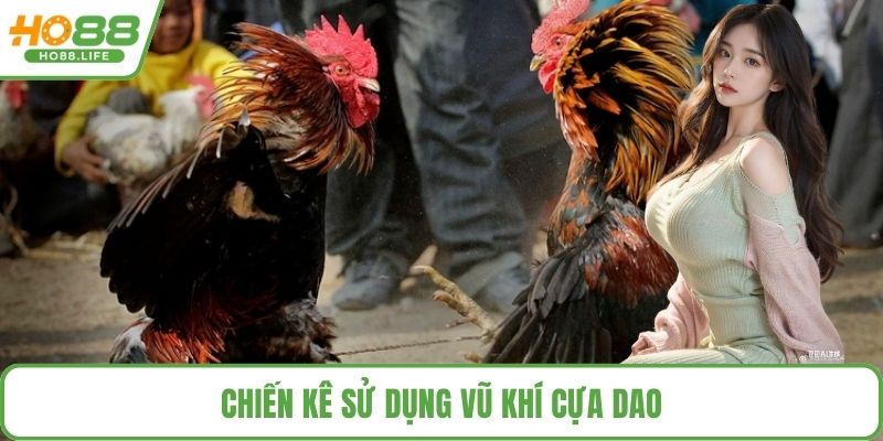 Chiến kê sử dụng vũ khí cựa dao