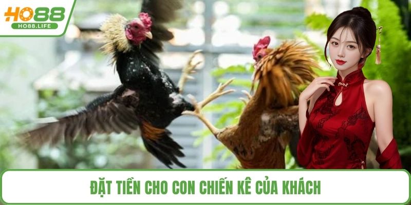 Đặt tiền cho con chiến kê của khách