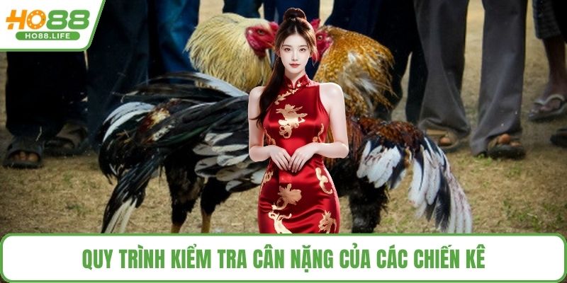 Quy trình kiểm tra cân nặng của các chiến kê