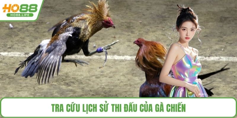 Tra cứu lịch sử thi đấu của gà chiến